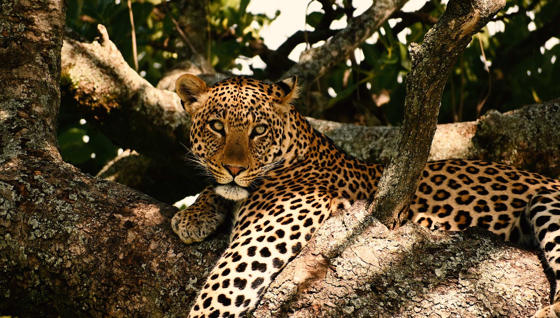 3 Days Lodge Safari