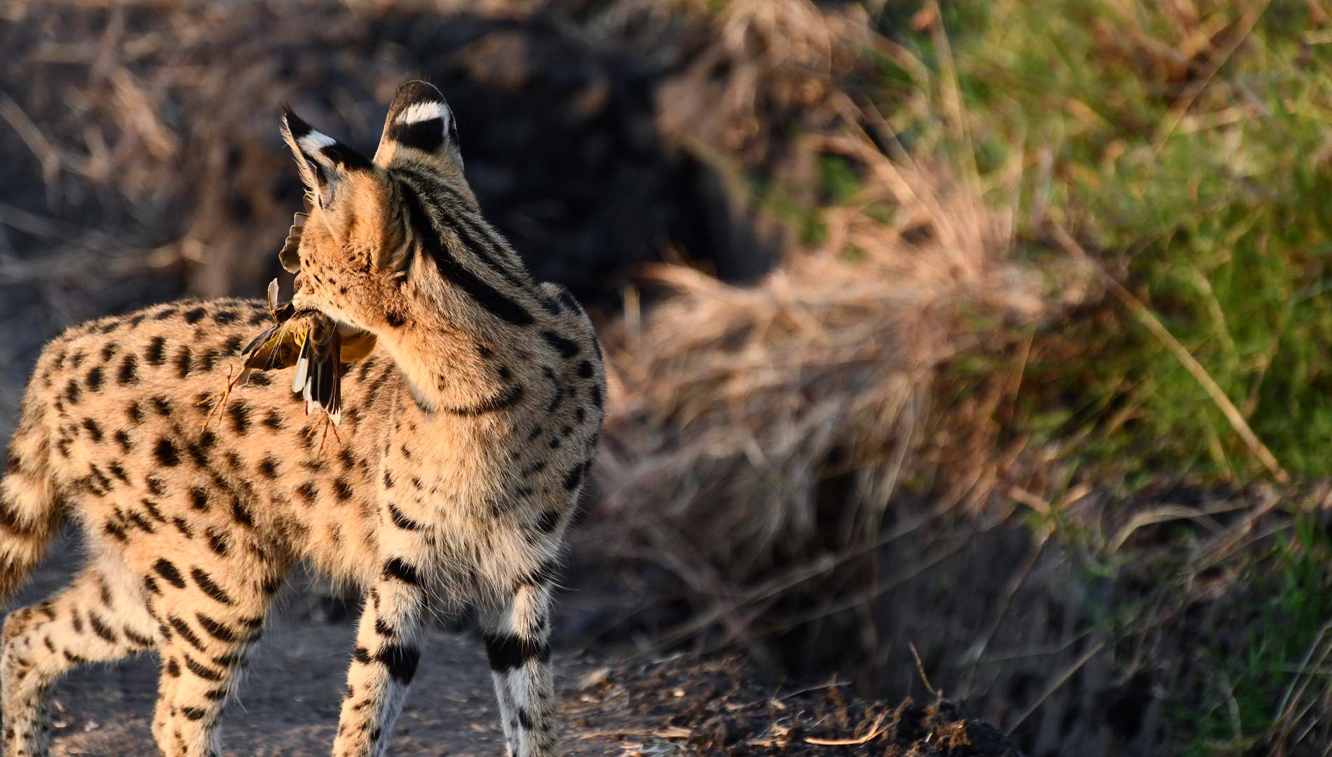 6 Days Lodge Safari