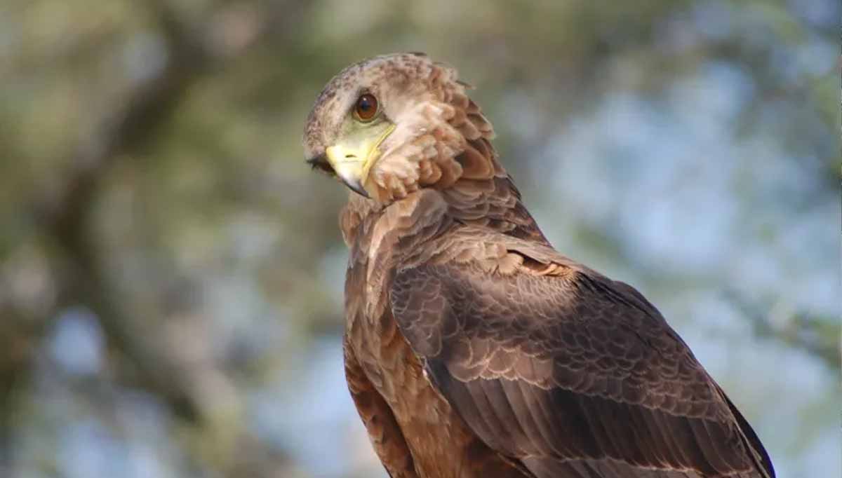 2 Days Tanzania Camping Safari