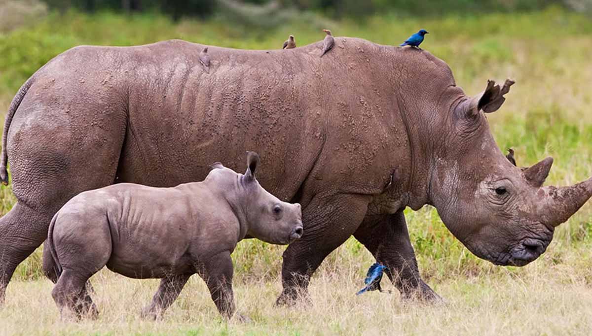 4 Days Tanzania Camping Safari