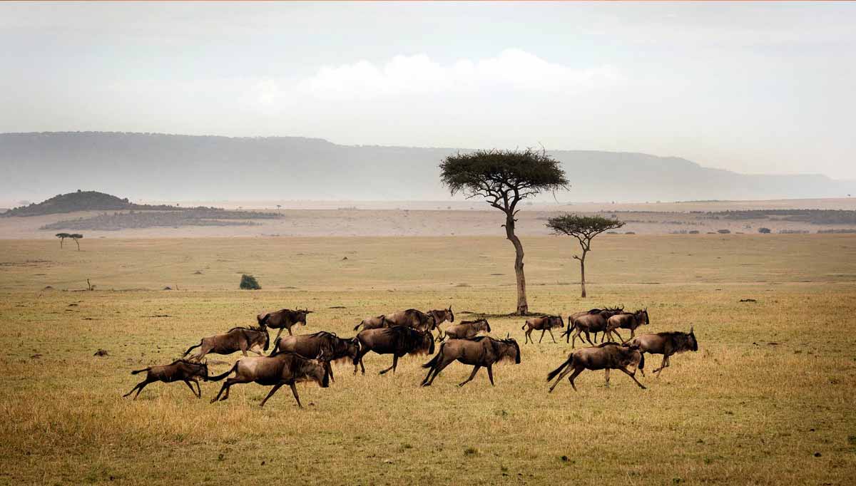 5 Days Unforgettable Tanzania Safari
