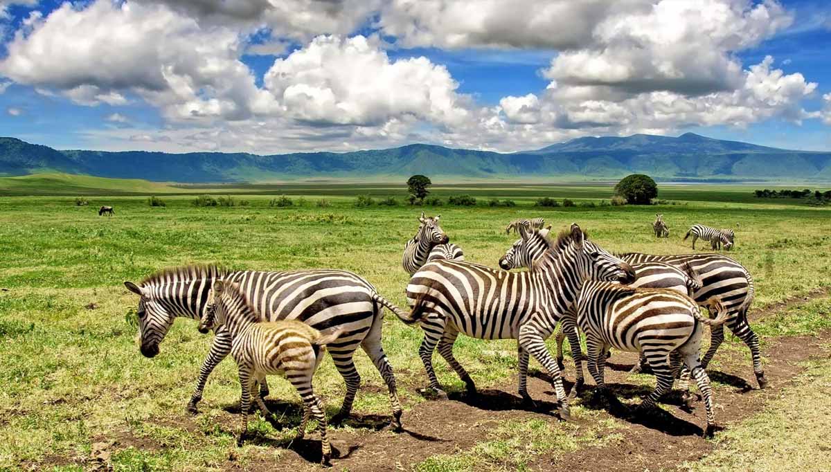 6 Days Ndutu Migration Safari