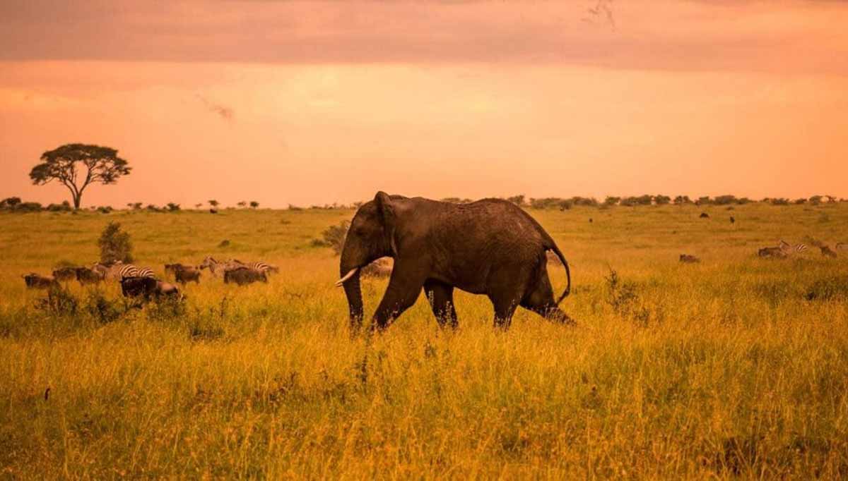6 Days Taste Of Africa Safari