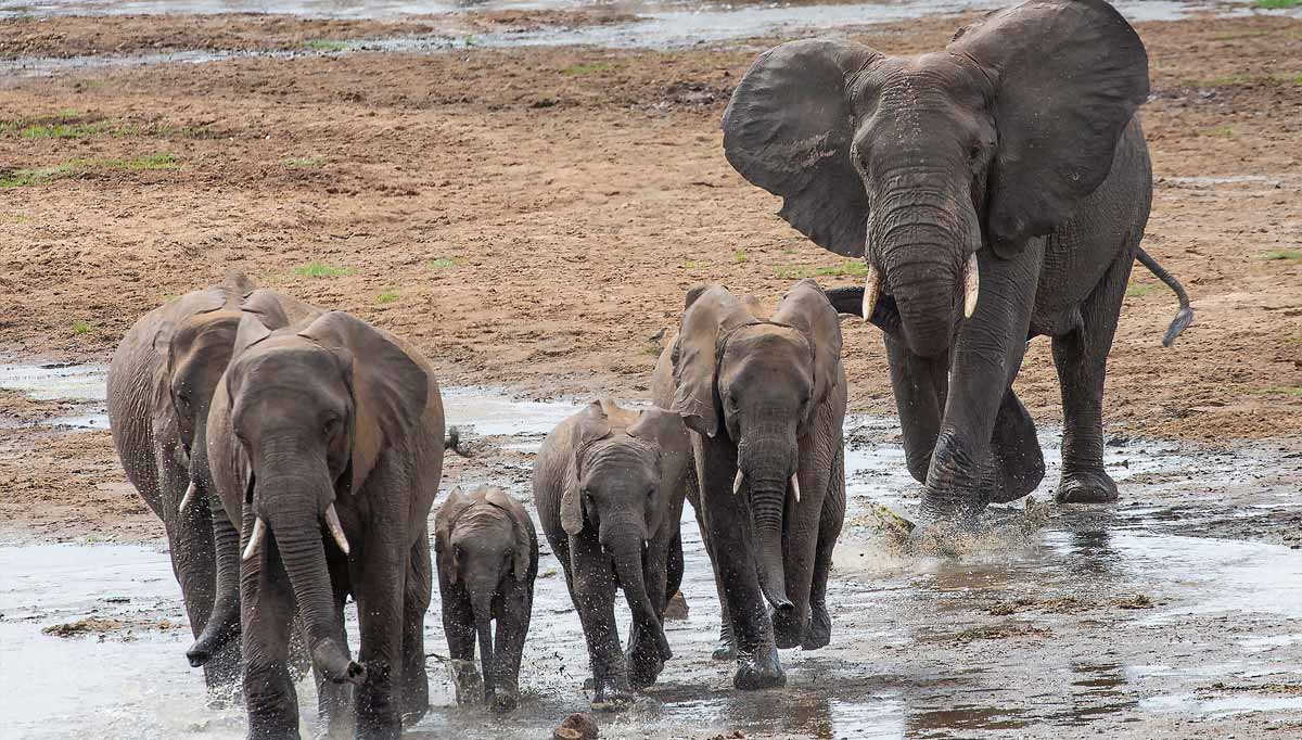 7 Days Discover Authentic Safari