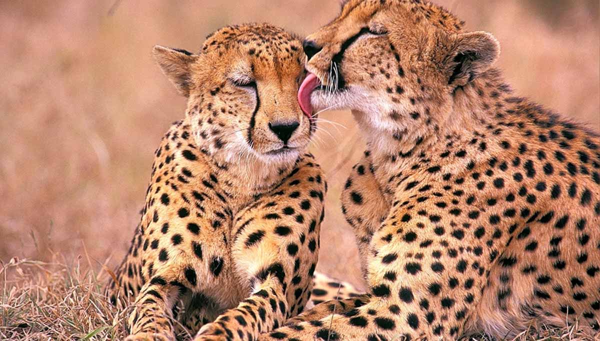 7-Days-Tanzania-Camping-Safari